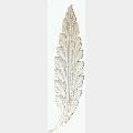 Acanthus Leaf